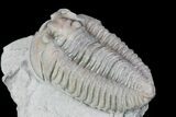 , Prone Flexicalymene Trilobite - Ohio #76371-2